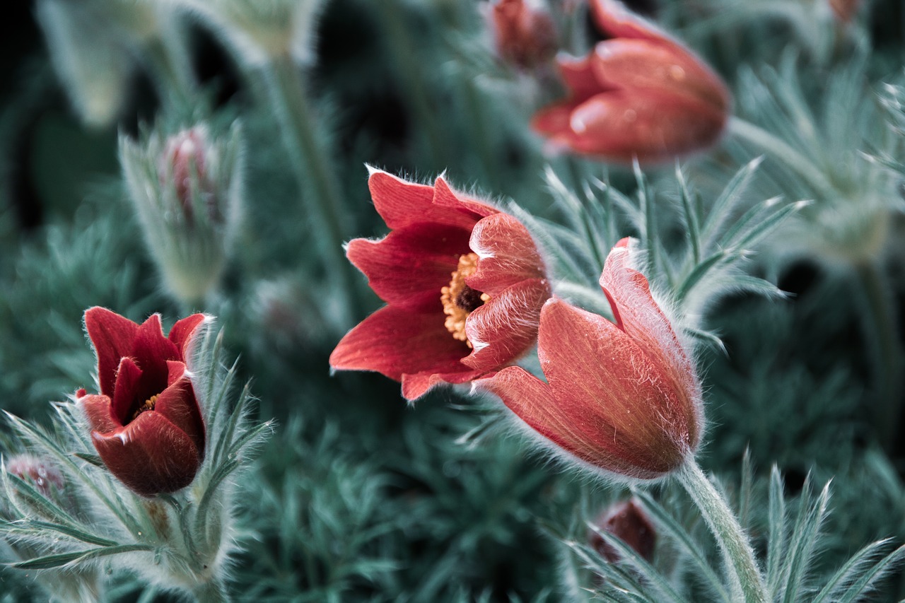 flowers  petals  tulips free photo