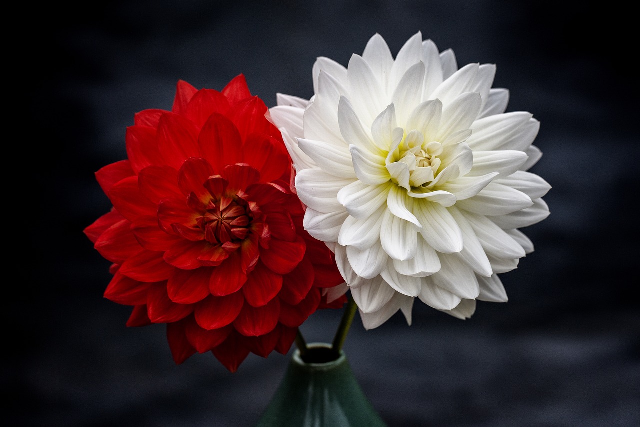 flowers  dahlia  flora free photo