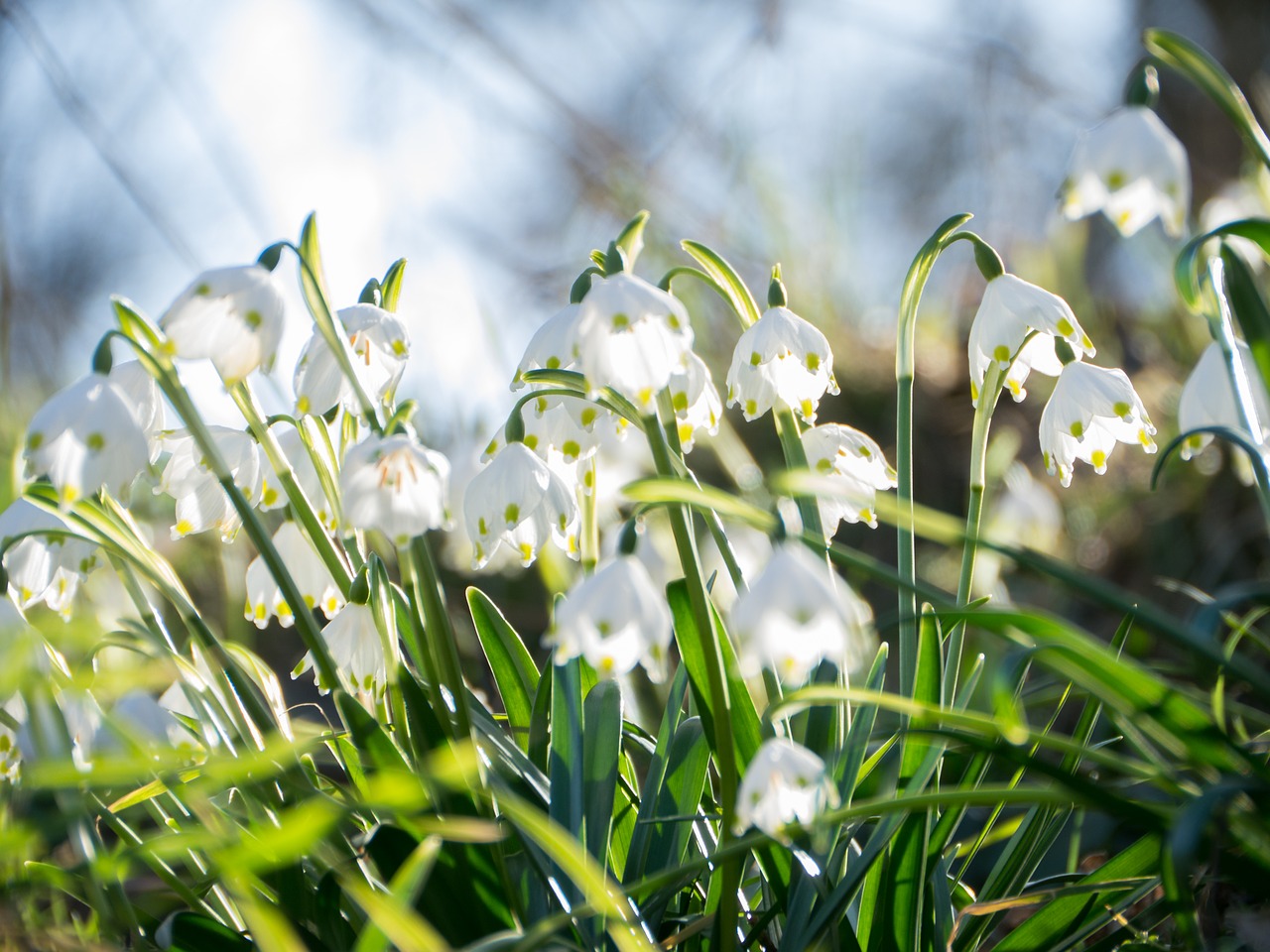 flowers  snowflake  spring flower free photo