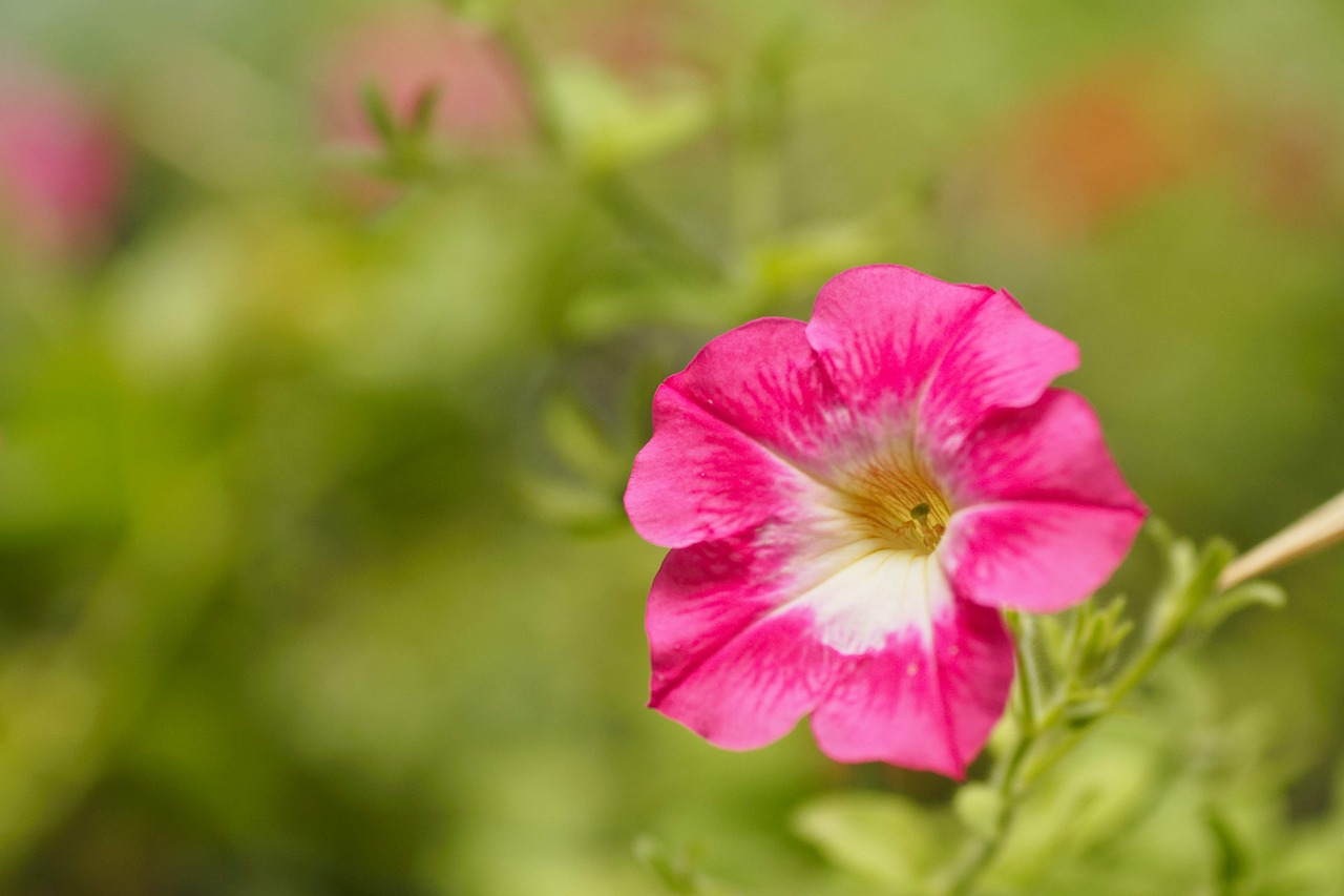 flowers  pink  natural free photo