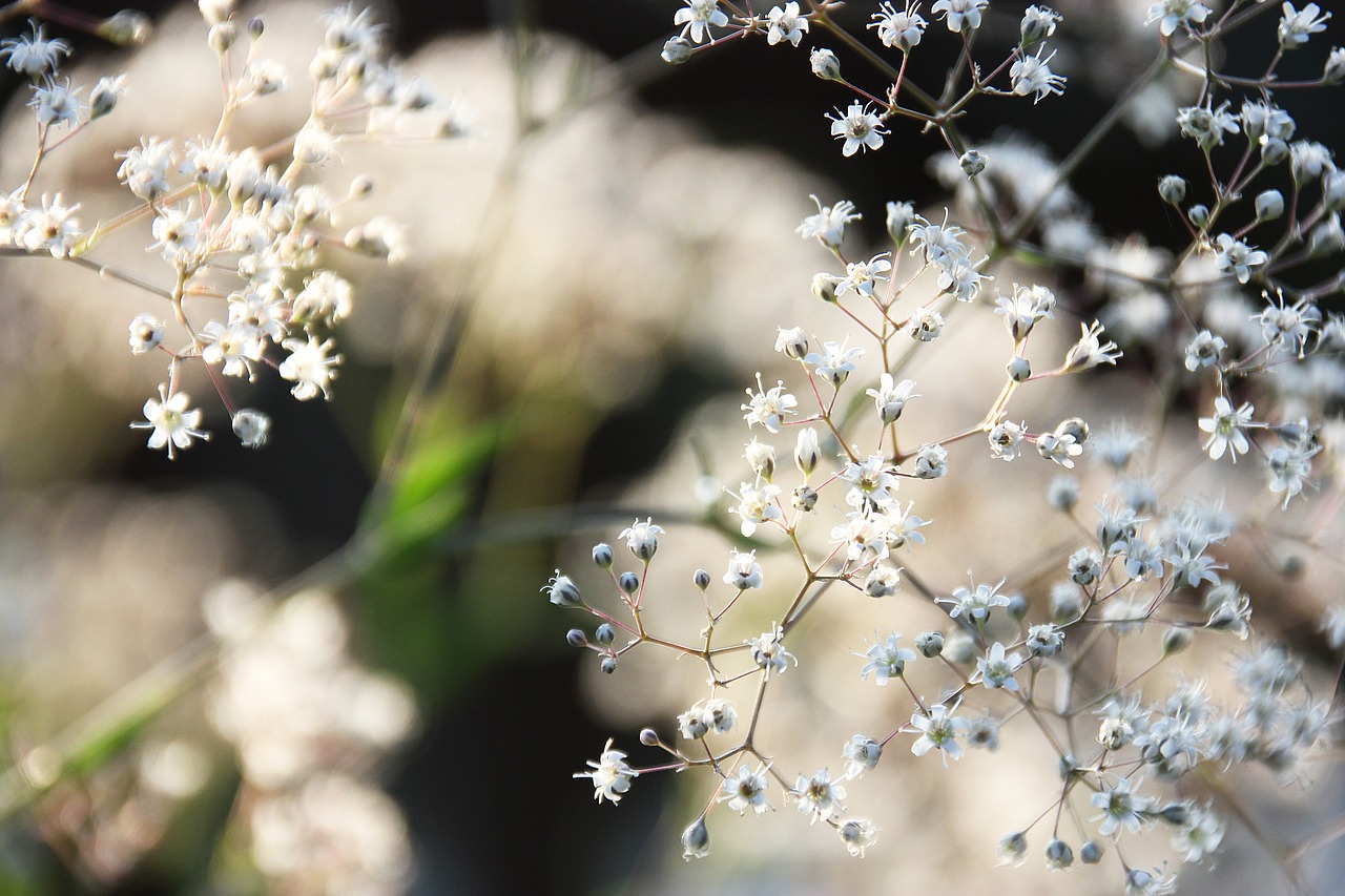 flowers  nature  garden free photo