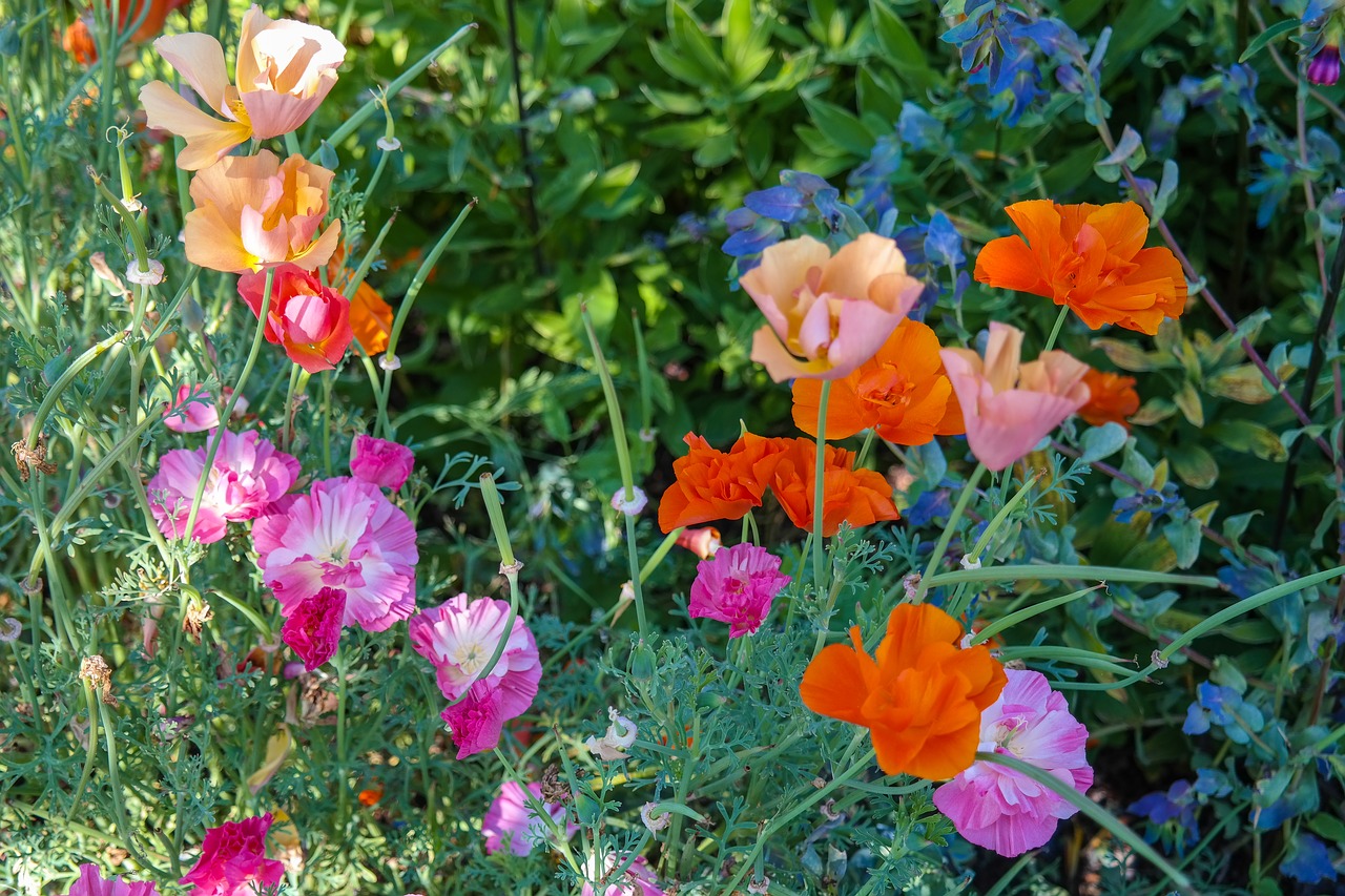 flowers  vetches  garden free photo