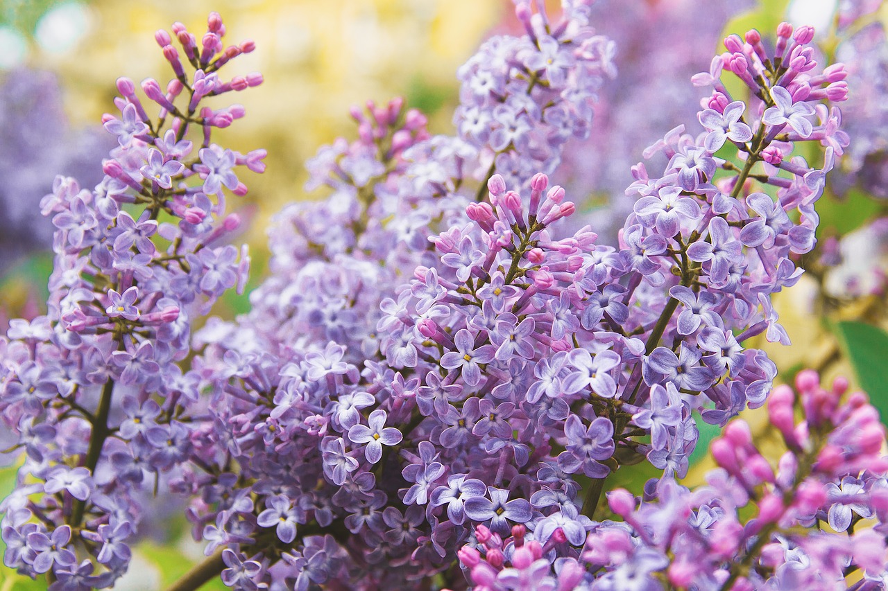 flowers  lilac  pink free photo