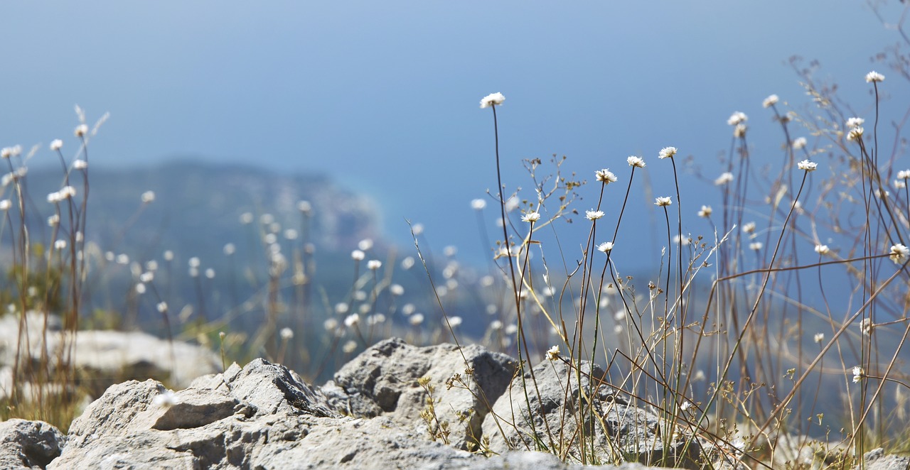 flowers  rock  sea free photo