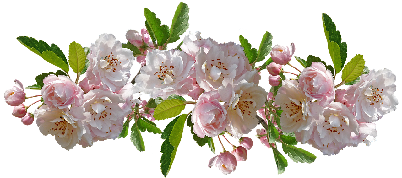 flowers  crabapple  blossom free photo