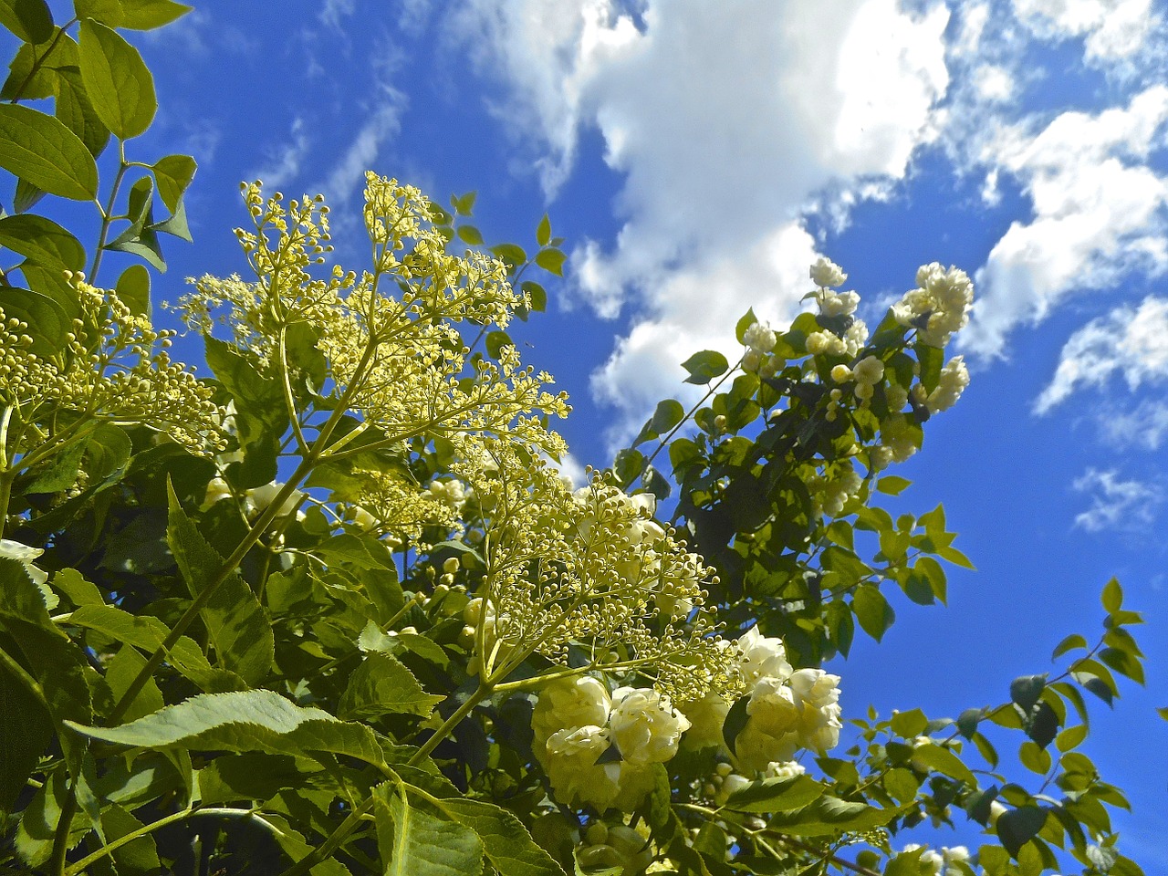 flowers elder blue sky free photo