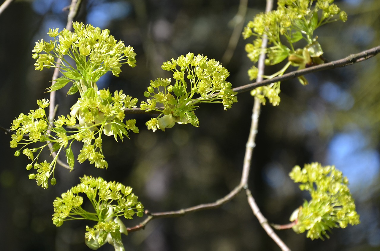 flowers  buds  leaves free photo