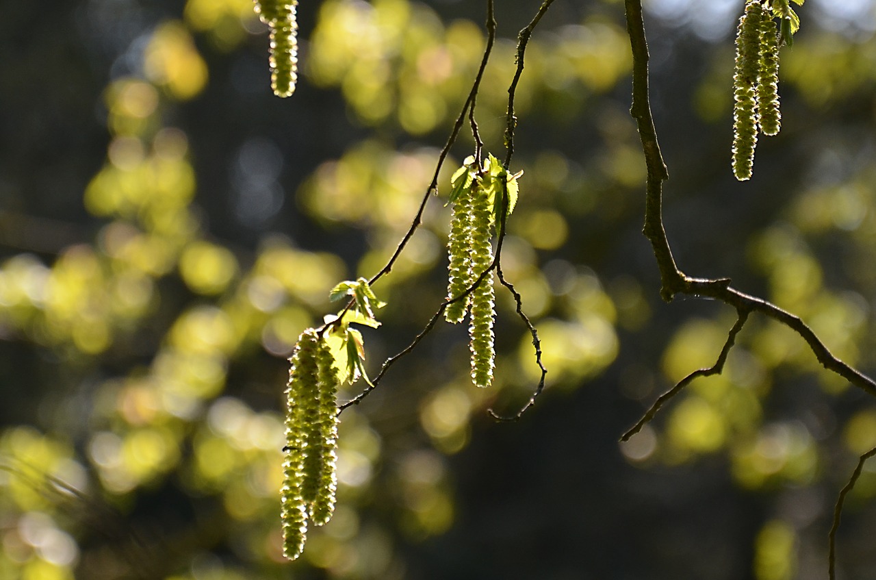 flowers  buds  leaves free photo