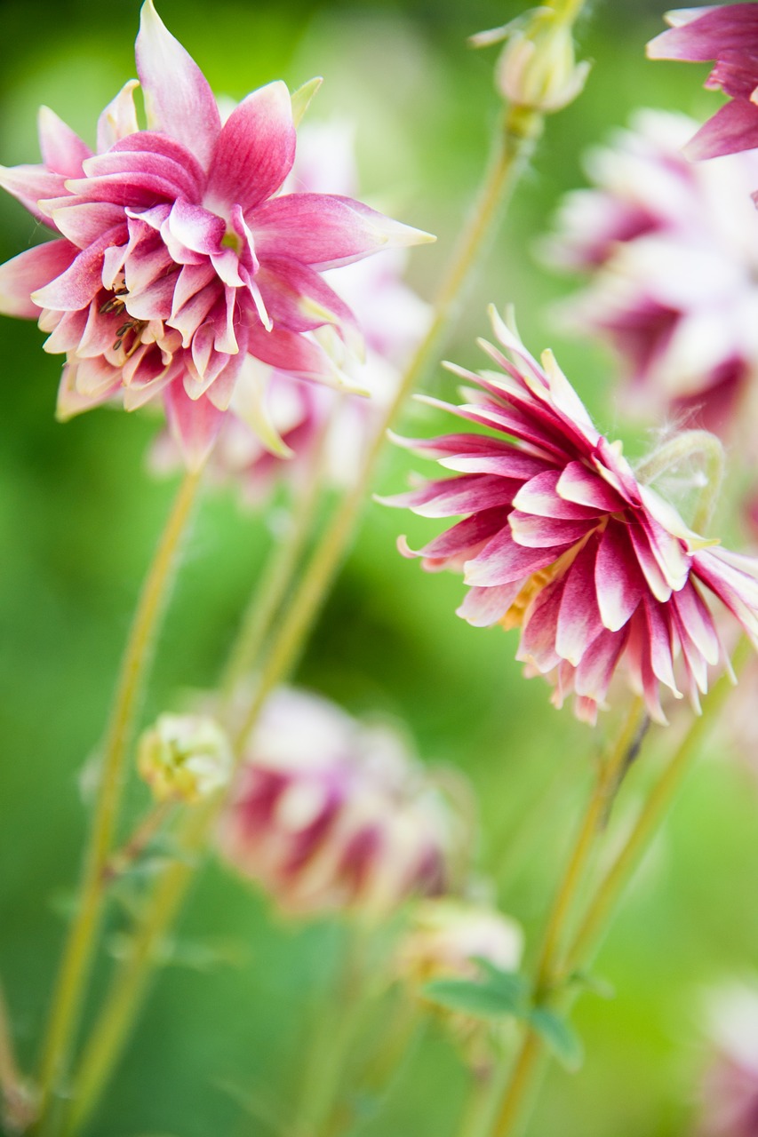 flowers  red  garden free photo