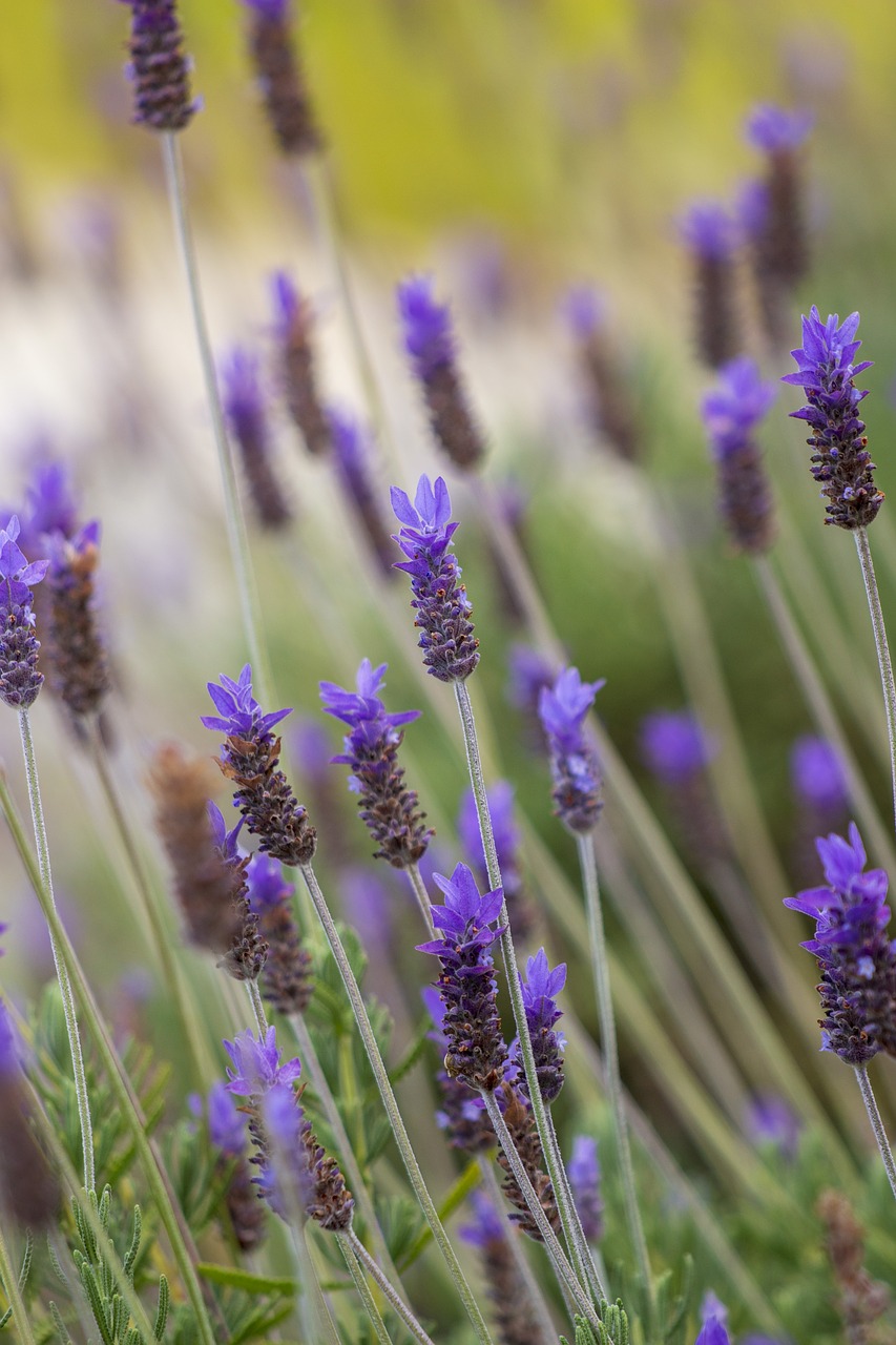 flowers  lavender  purple free photo