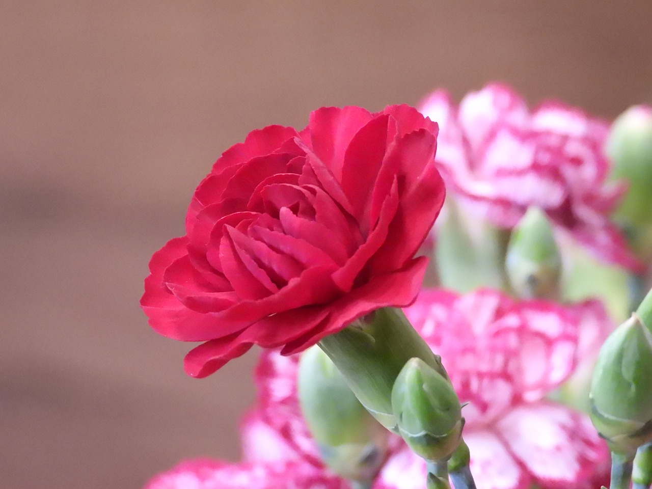 flowers  cloves  pink free photo