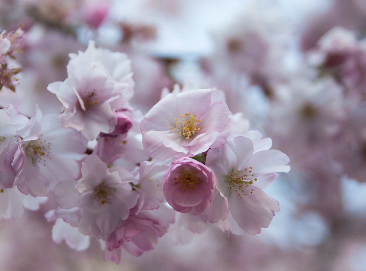 flowers  cherry blossom  pink free photo