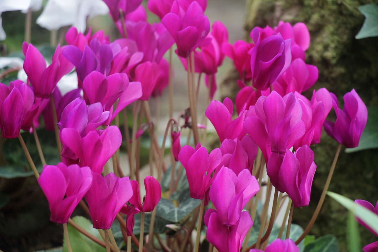 flowers  purple  spring free photo