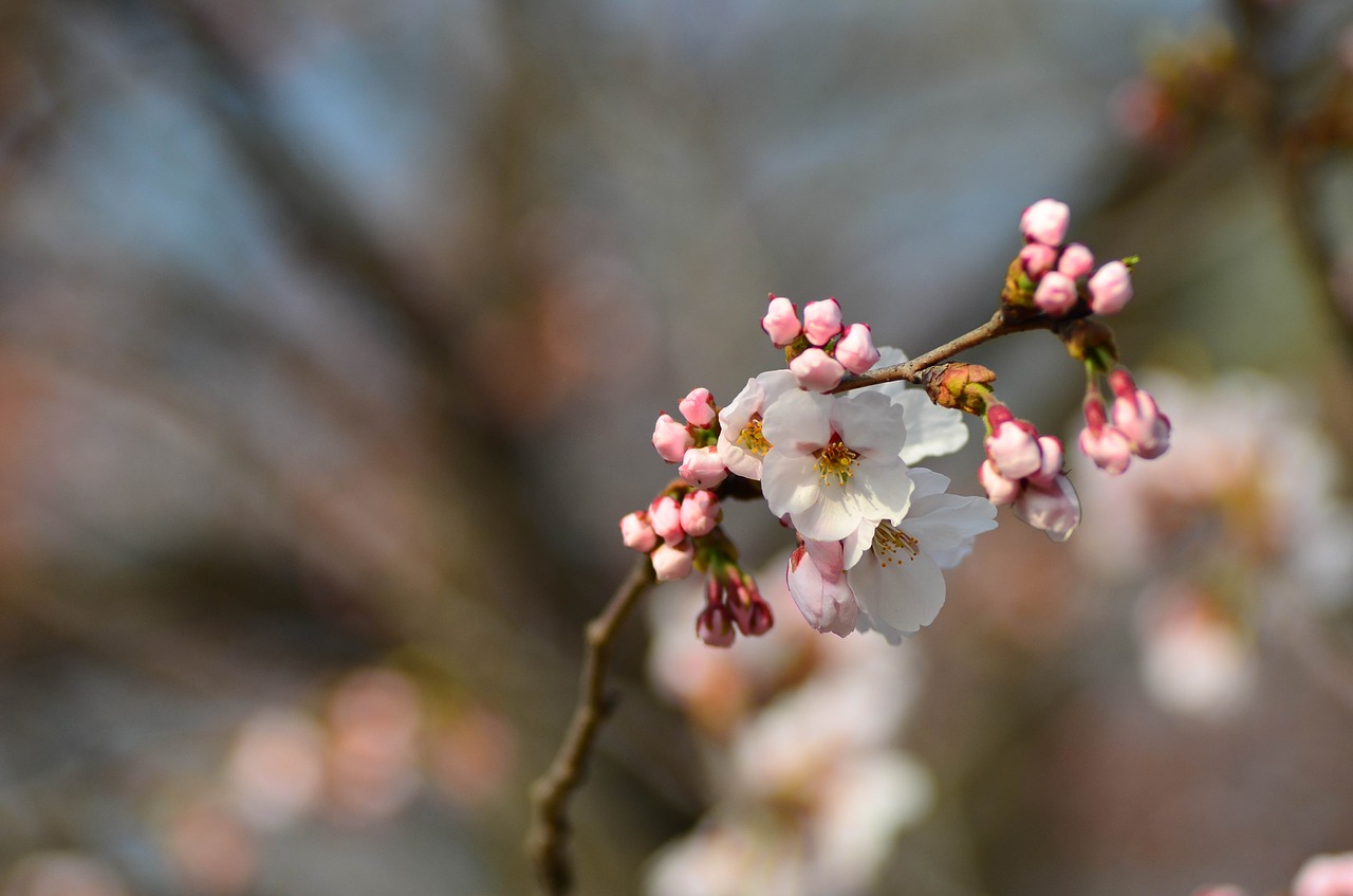 flowers  spring  plants free photo