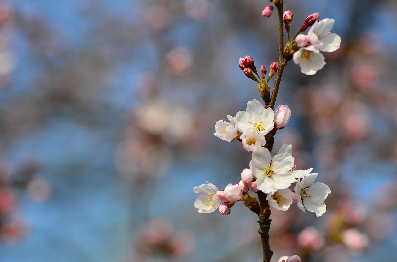 flowers  spring  plants free photo