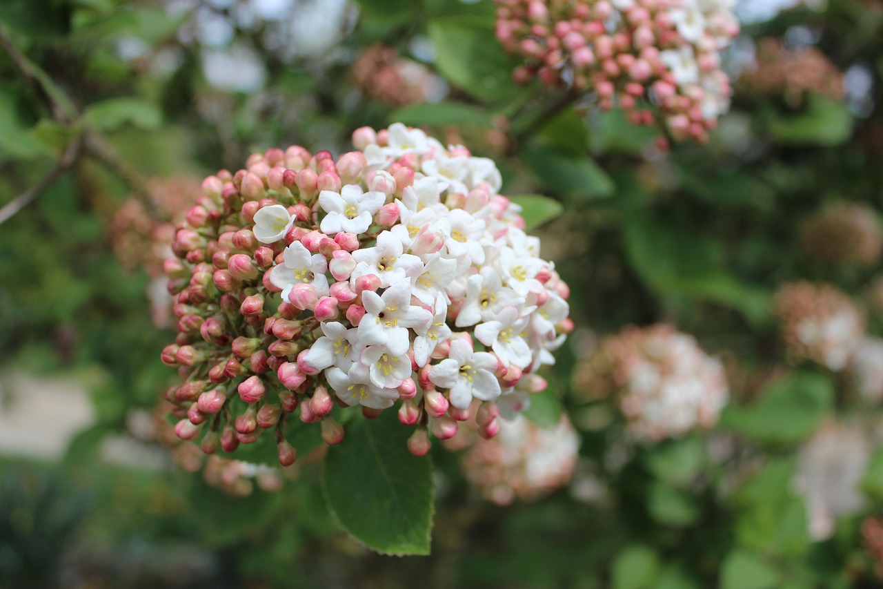 flowers spring pink free photo