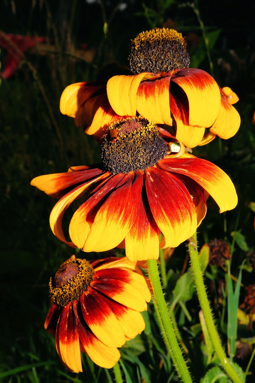 flowers red yellow close free photo