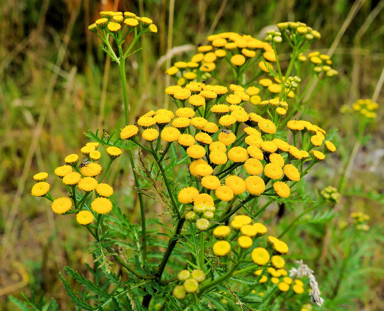 flowers yellow plant free photo