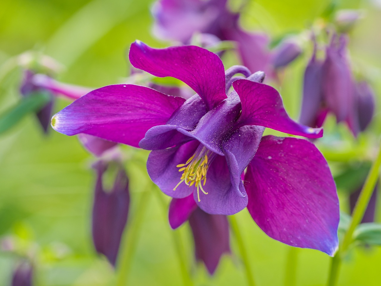 flowers  columbine  columbine flower free photo