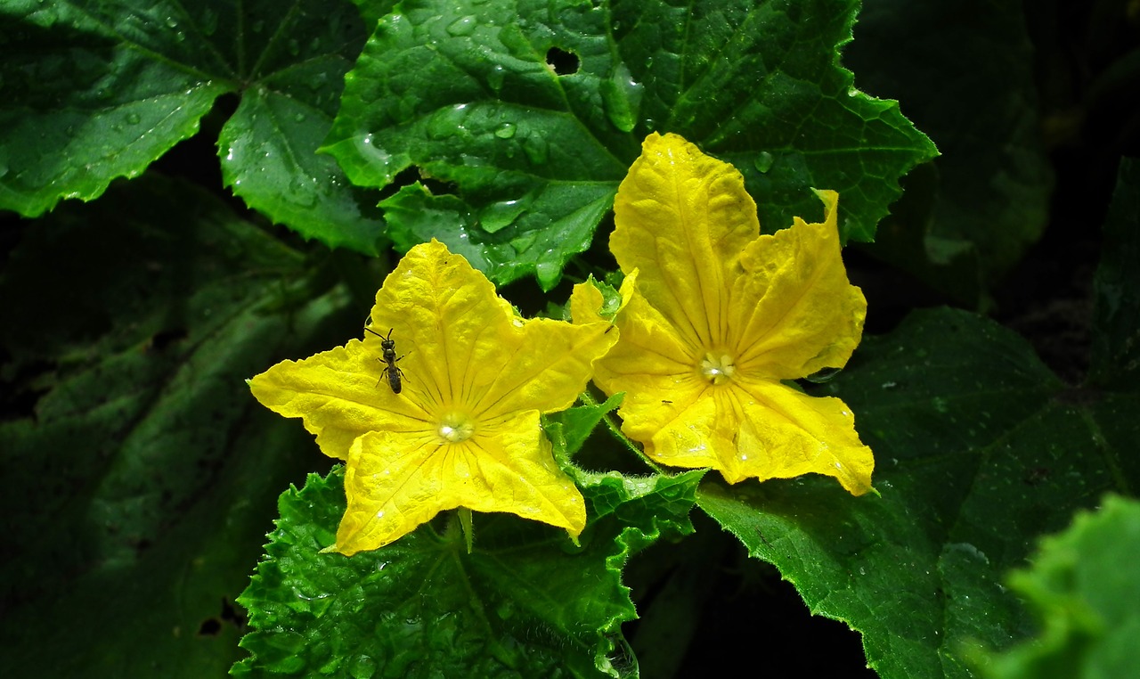 flowers  cucumbers  vegetables free photo