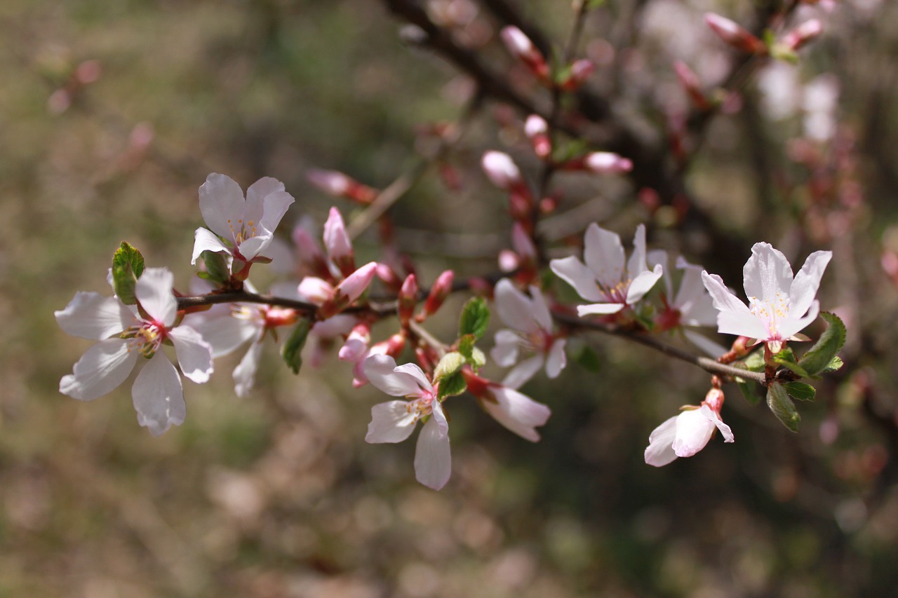 flowers  cherry tree  cherry blossom free photo