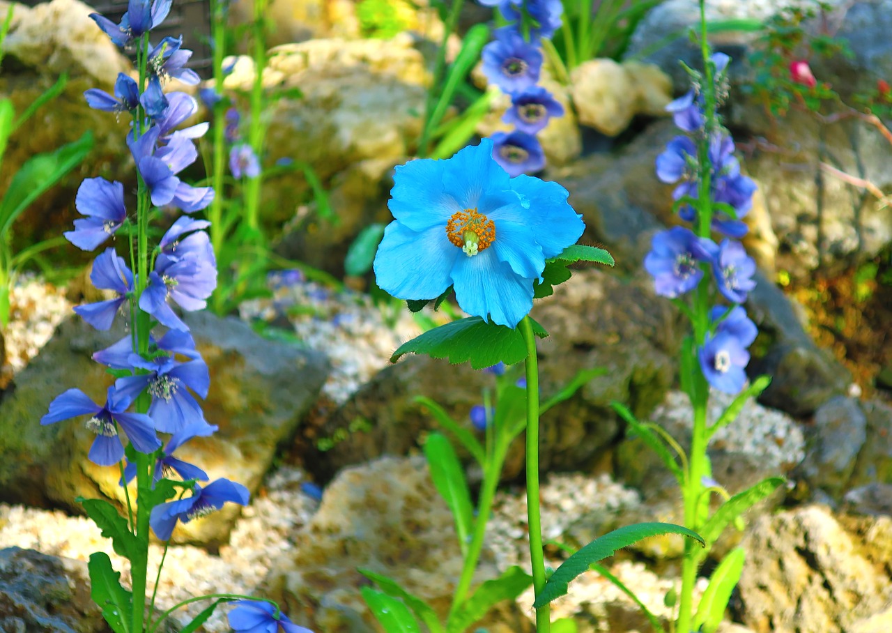 flowers  blue  plants free photo