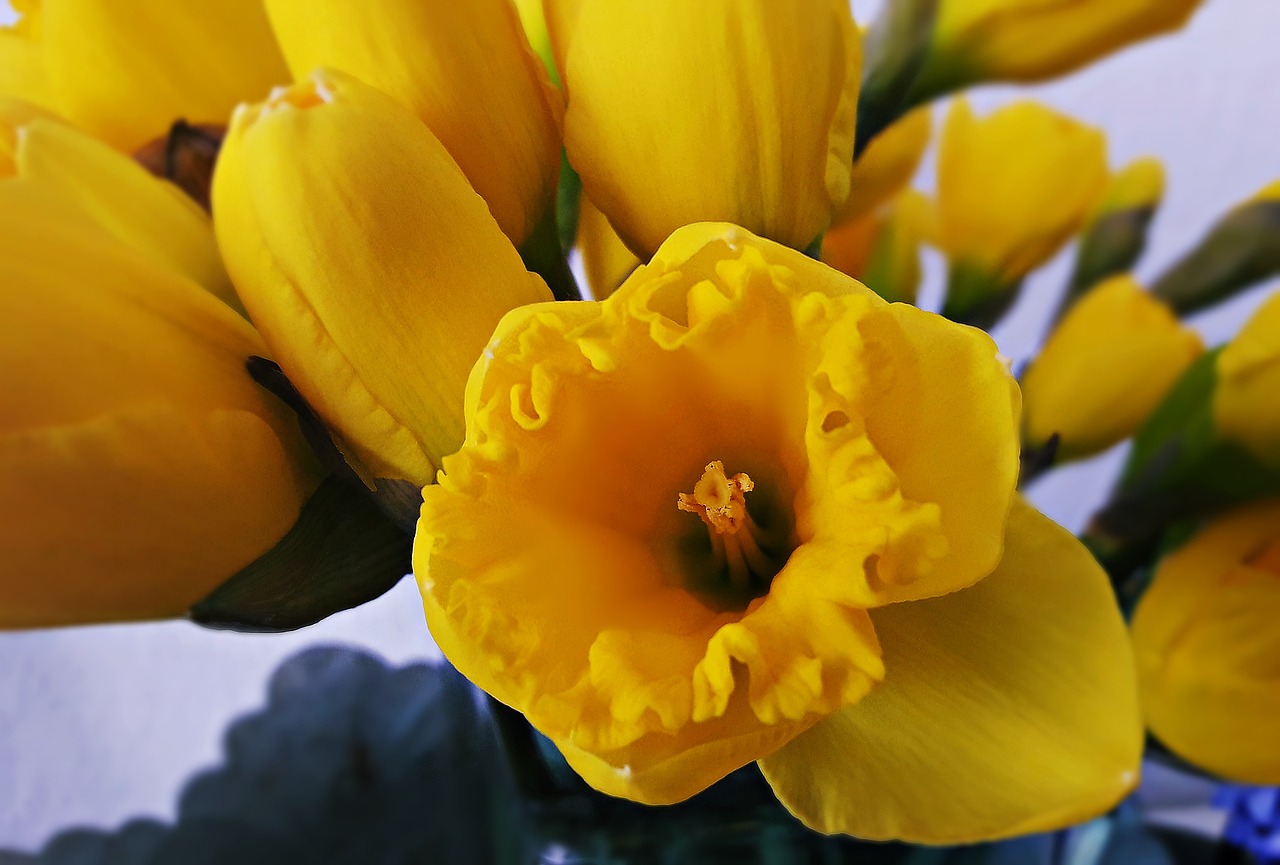 flowers  spring  daffodils free photo