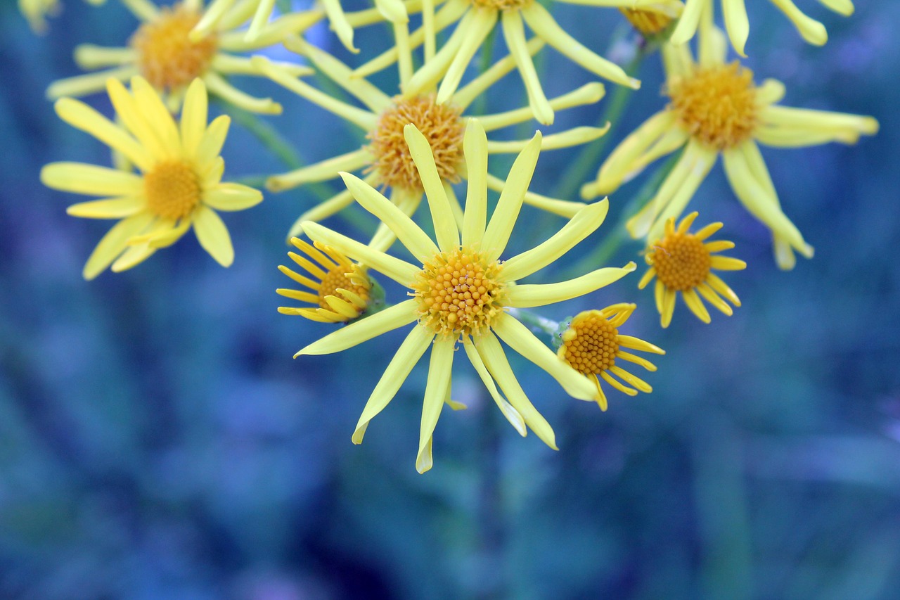 flowers  yellow  blue free photo