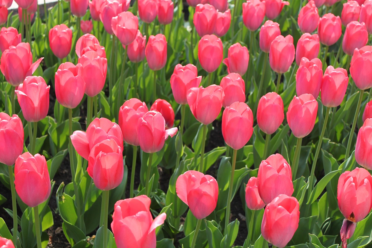 flowers  tulips  nature free photo