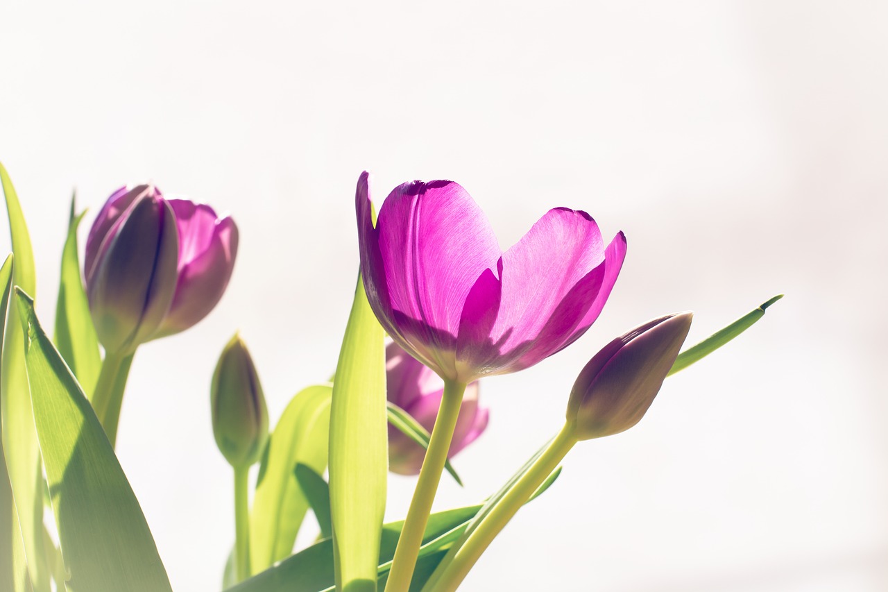 flowers  tulips  pink free photo
