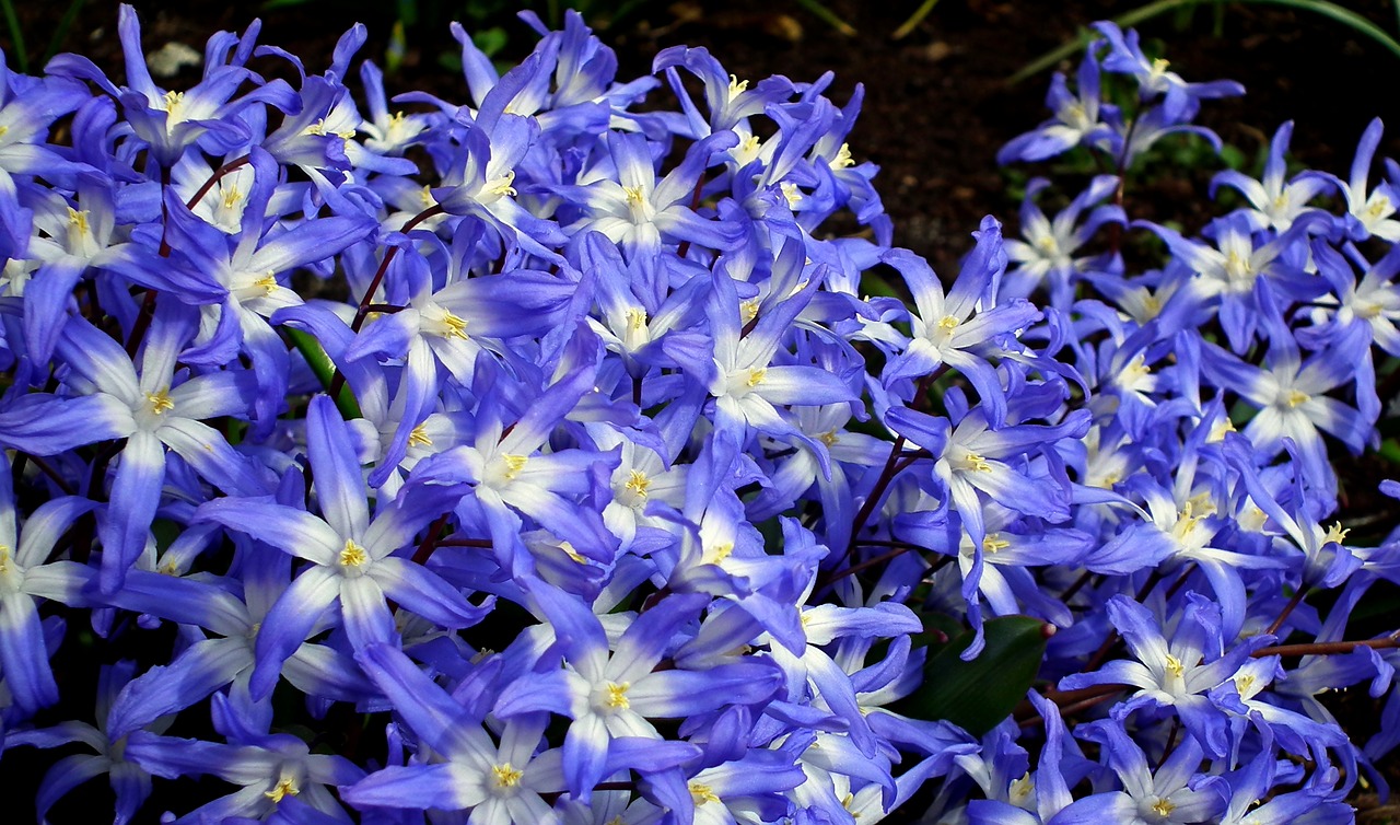 flowers  blue  spring free photo