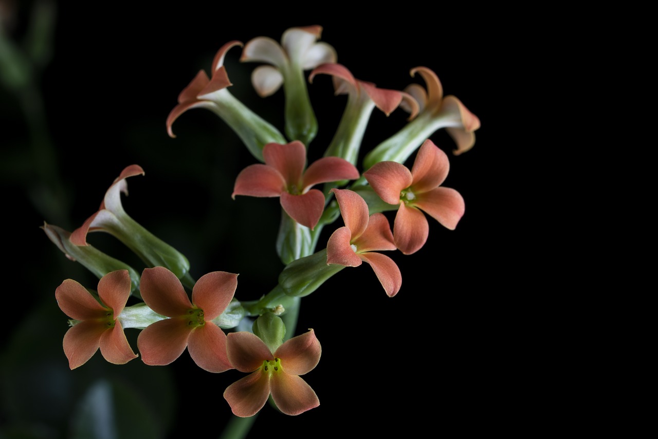 flowers  potted plant  plants free photo