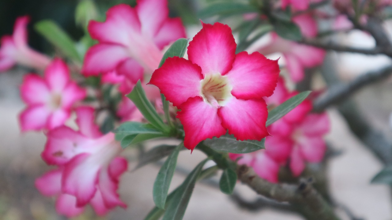 flowers  red  garden free photo