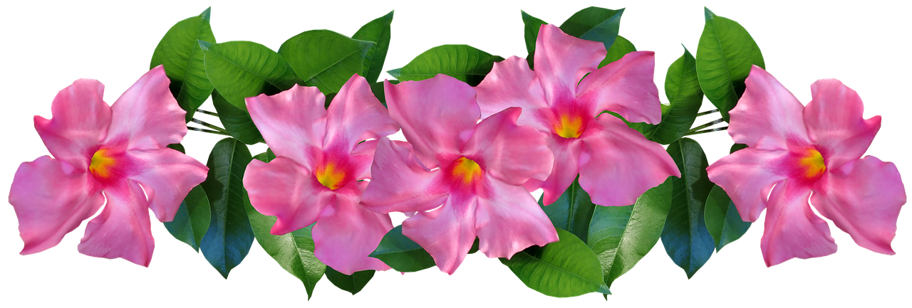 flowers  pink  tropical free photo