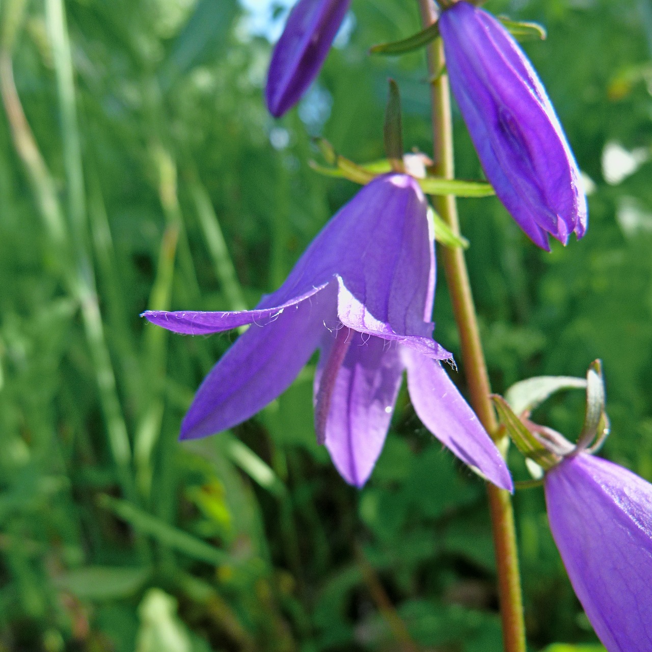 flowers macro nature free photo