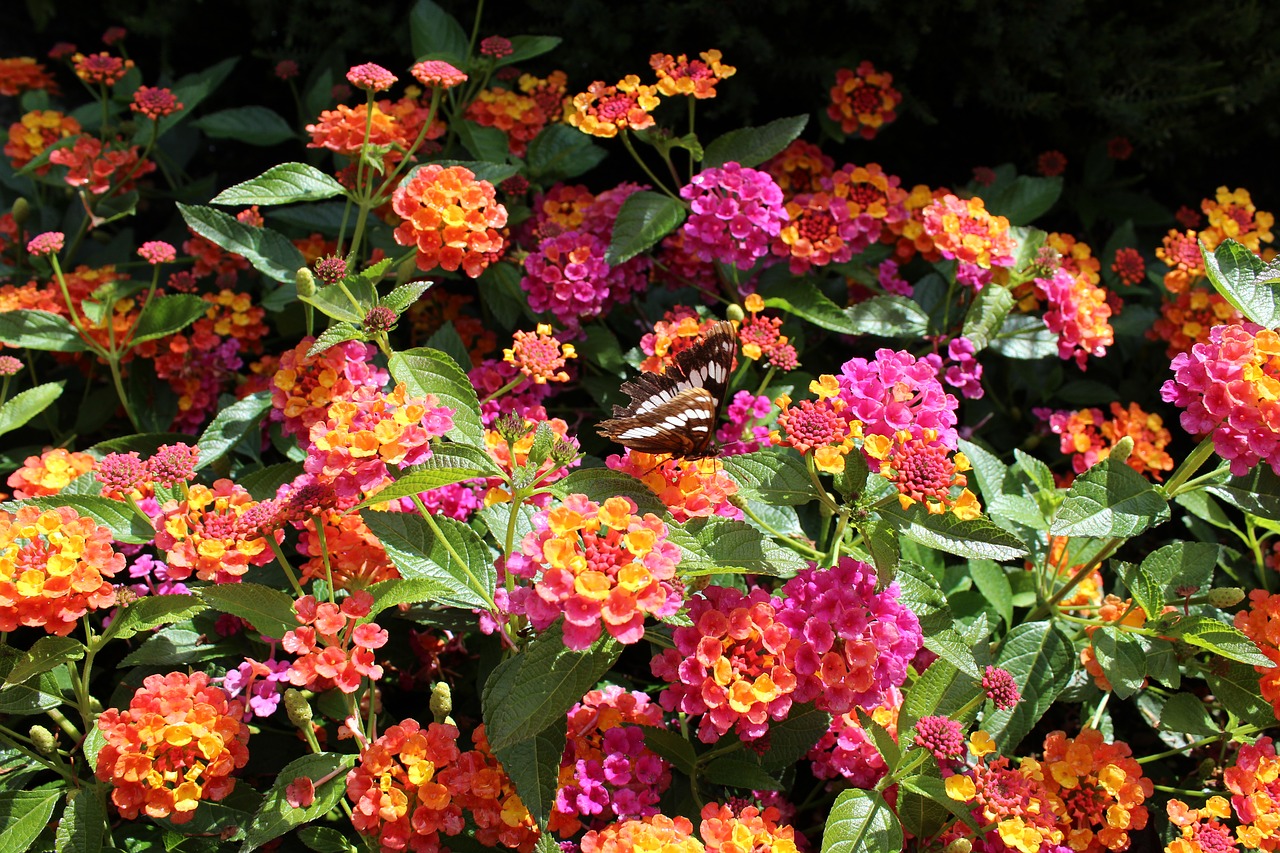 flowers  butterfly  bright free photo