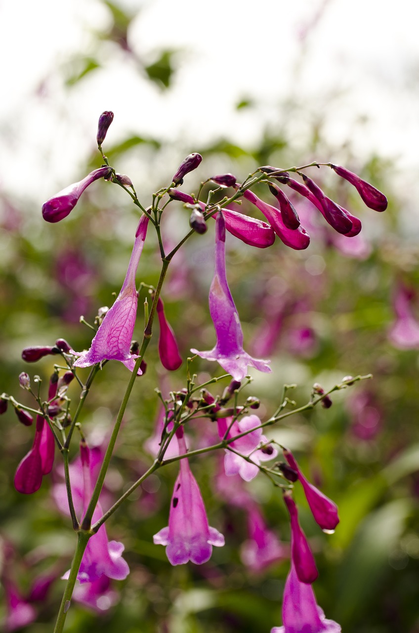 flowers  nature  green free photo