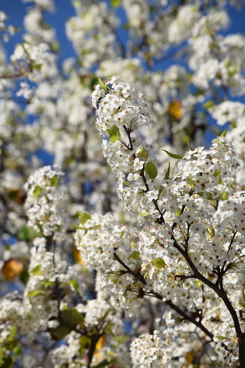 flowers  spring  tree free photo