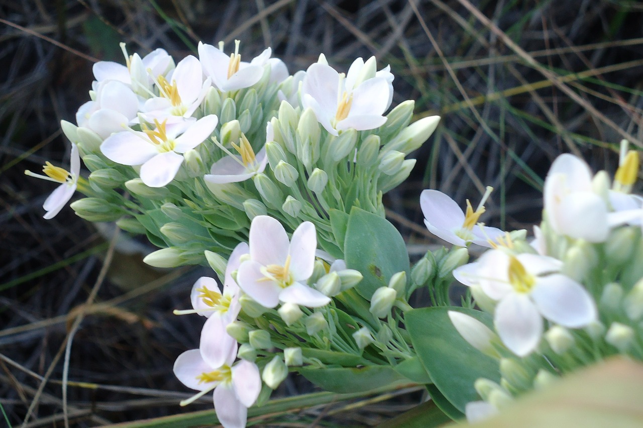 flowers white girls delicate free photo