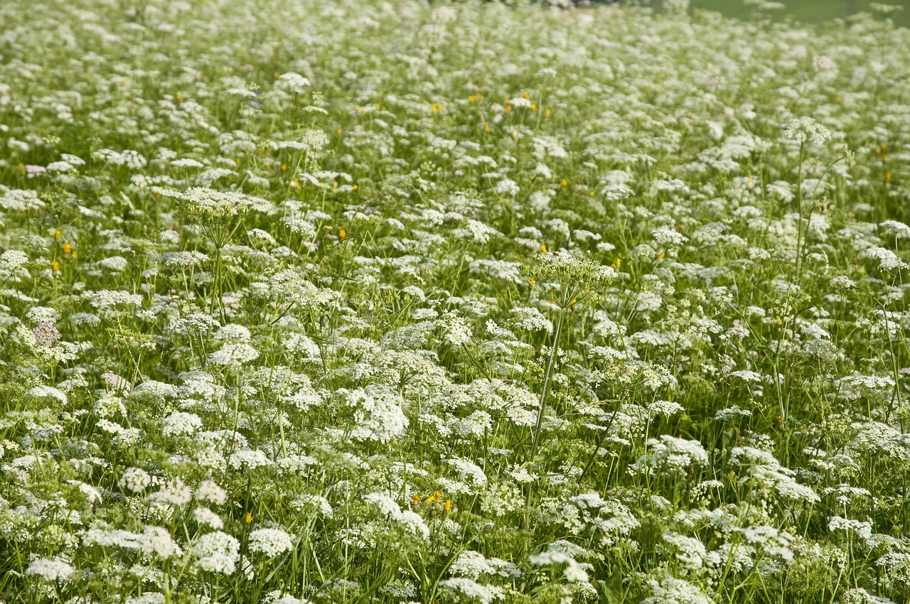 flowers  meadow  nature free photo