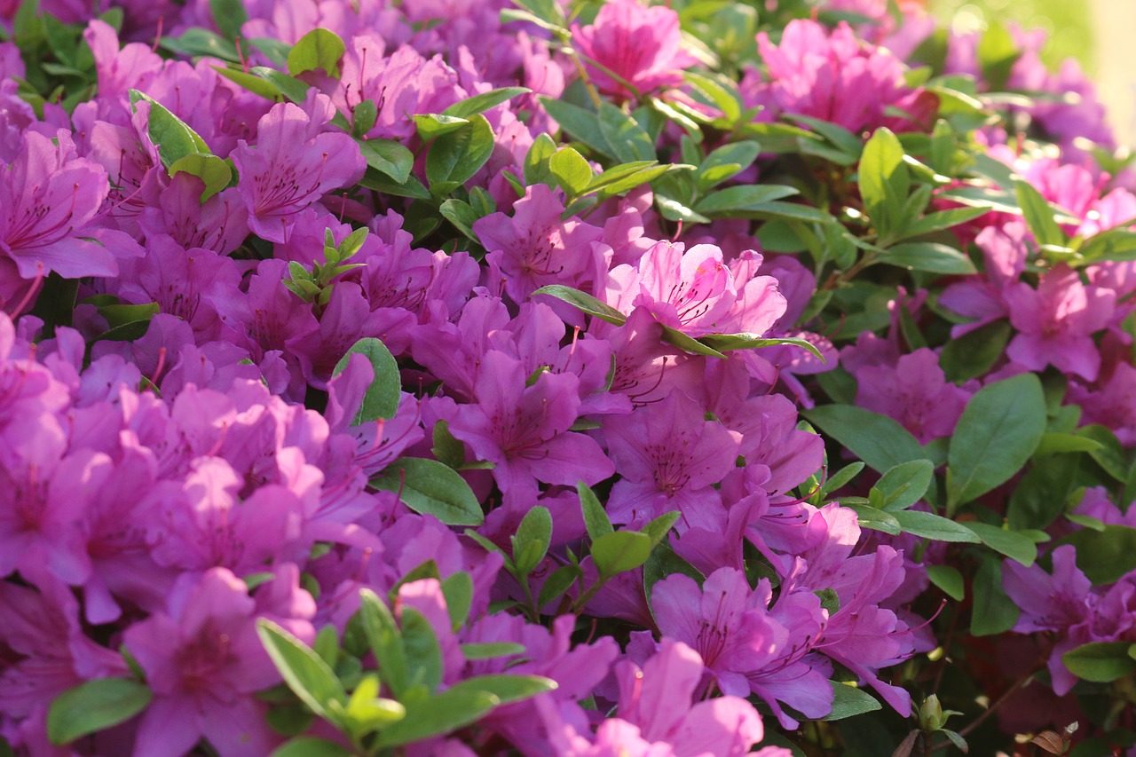 flowers  azalea  nature free photo