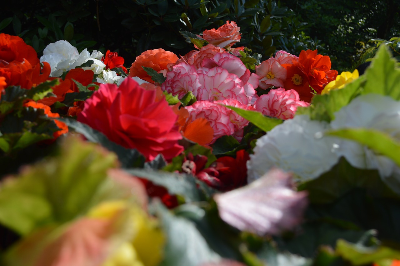 flowers  flower  red free photo