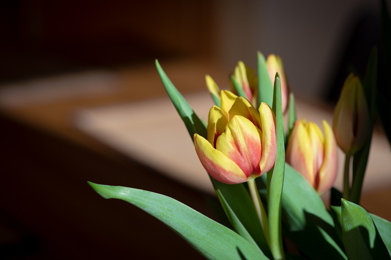 flowers  tulips  tulip flower free photo