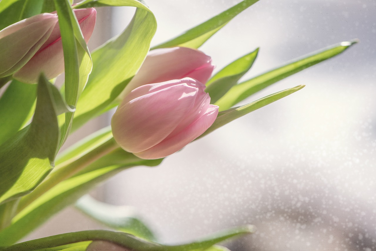 flowers  tulips  pink free photo