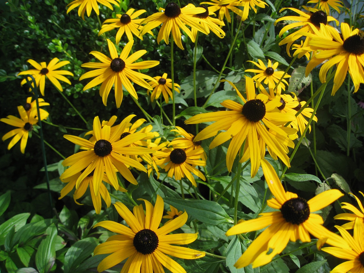 flowers yellow blossom free photo