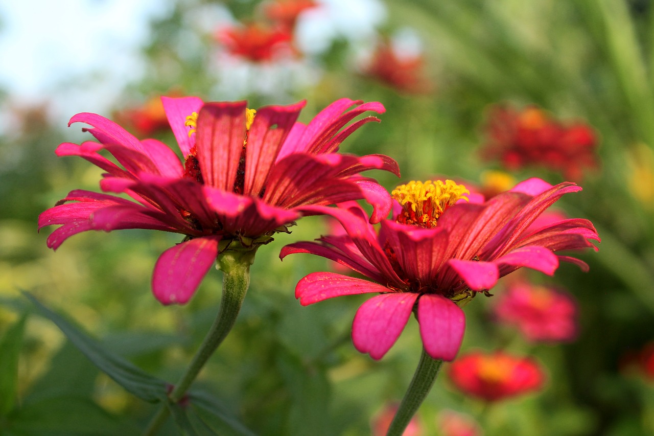 flowers  pink  nature free photo