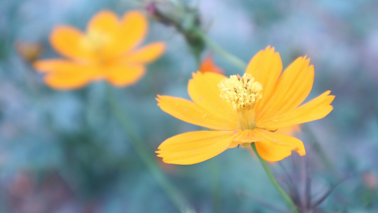 flowers  yellow  nature free photo