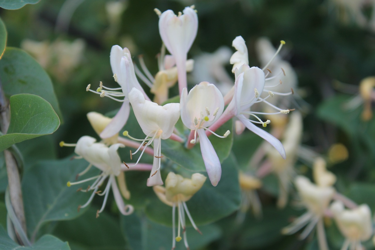 flowers  perfoliate honeysuckle  white free photo