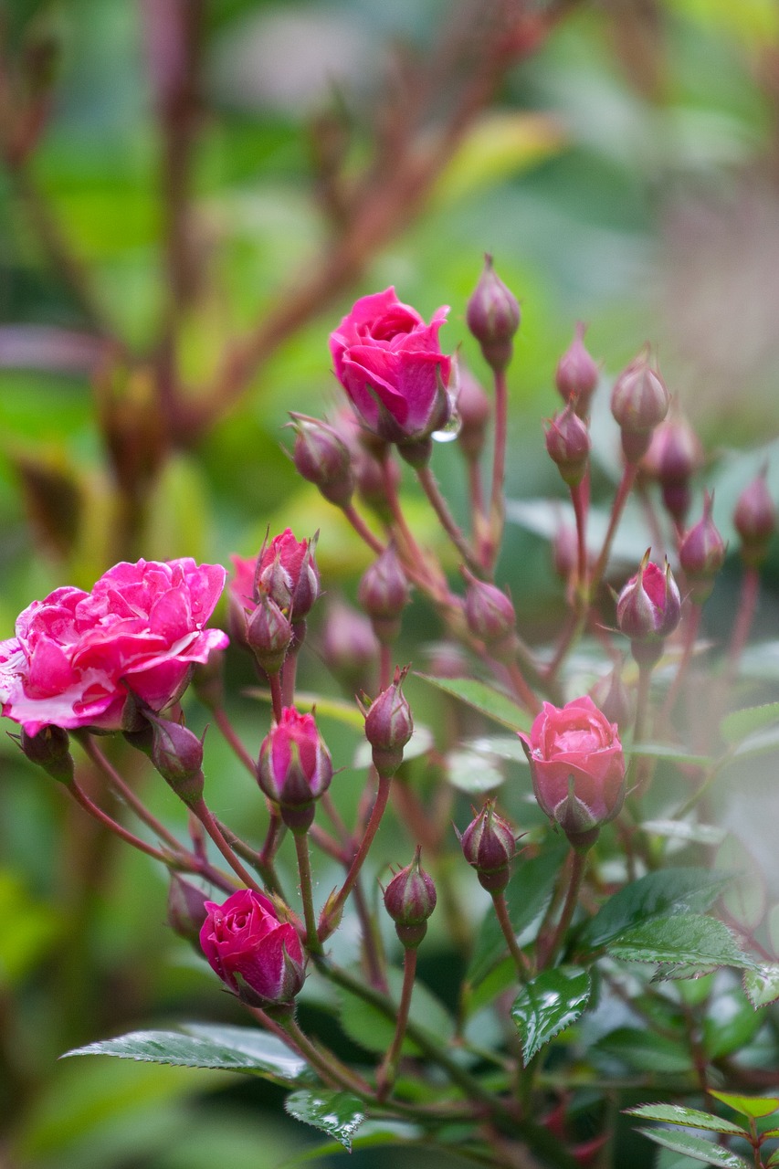 flowers  roses  spring free photo