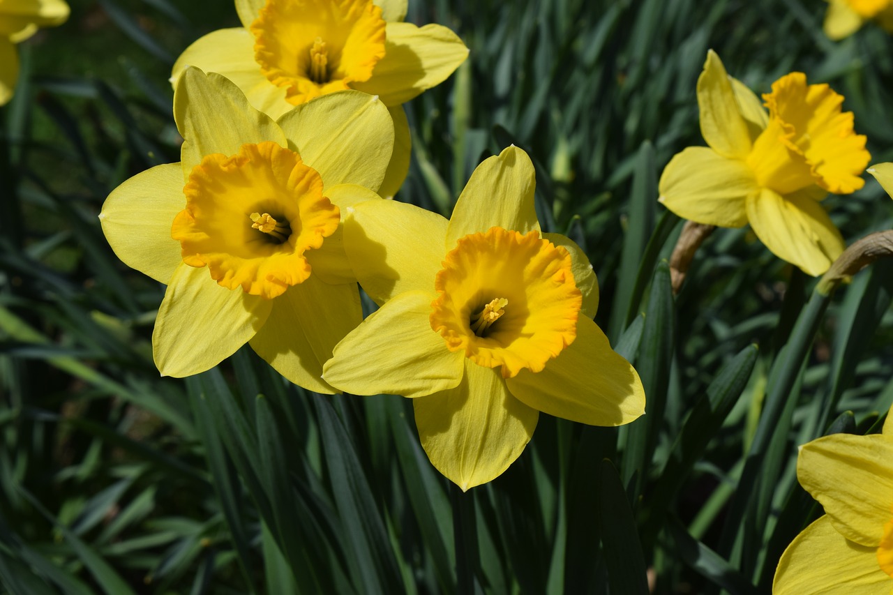 flowers  spring flowers  daffodils free photo